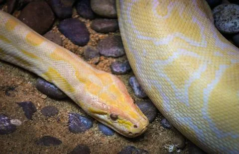 Golden python yellow snake lying on ground / Albino burmese python Stockfoto's