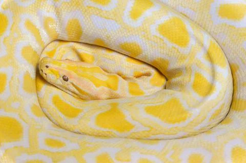 Golden python yellow snake lying texture background / Albino Burmese python Foto stock