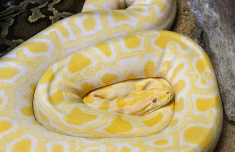 Golden python yellow snake lying on ground / Albino Burmese python Photos