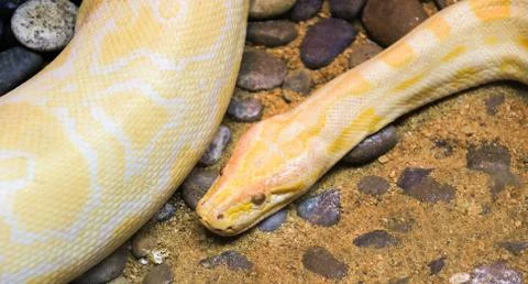 Golden python yellow snake lying on ground / Albino burmese python Photos