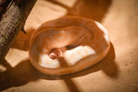 Golden python yellow snake lying on ground / Albino Burmese python 스톡 사진