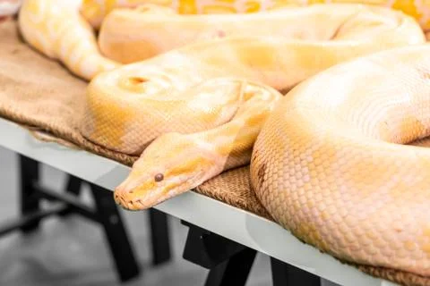 Golden Python in zoo Stock Photos