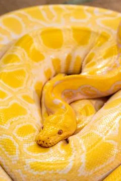 Golden Python in zoo 库存照片