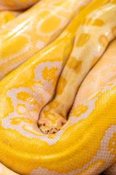 Golden Python in zoo Photos