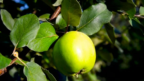 Golden quince the tree Stock Footage 161069835