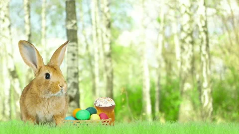 Golden rabbit and easter eggs on green grass Stock-Footage 86738827