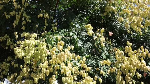 Golden rain tree with papery lantern fruits glowing in bright summer sunlight Видео 344789551