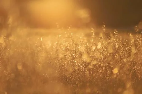 Golden Raindrops Stock Photos