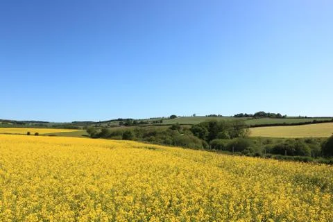 Golden rapeseed and patchwork fields in summertime Stock Photos