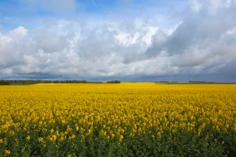 Golden rapeseed fields Stock Photos