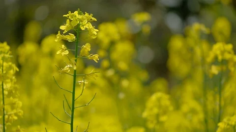 Golden rapeseed flower in spring close shot Vídeos de archivo 108615465