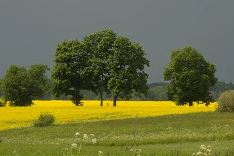 Golden rapeseed Stock Photos