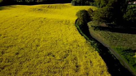 Golden rapseedfield Stock Footage
