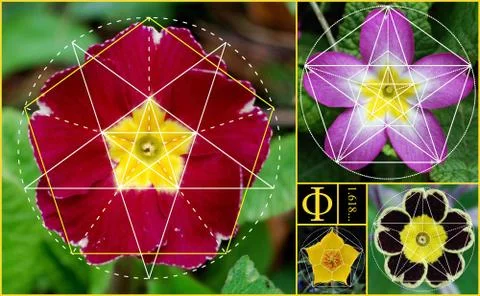 Golden Ratio Sacred Geometry Patterns in Nature Stock Illustration