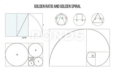 Golden ratio template vector, Divine Proportions, Golden Proportion ...