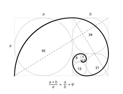 Golden ratio vector proportion spiral section. Fibonacci golden ratio geometry Illustrazione stock