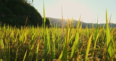 The golden rays accentuate the ripe paddy grains in the fields Stock Footage 265004471