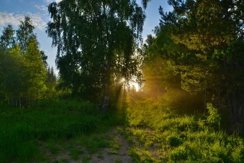 Golden rays of light break through the crowns of trees on a summer evening wi Stock Photos