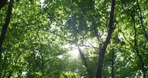 The golden rays of the sun break through the green leaves of the trees Stock-Footage 229616084