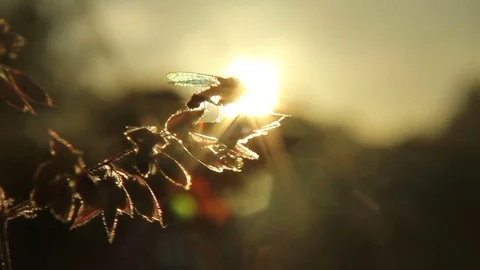 Golden rays of sun reaching the branches of a tree Stock Footage 72557799