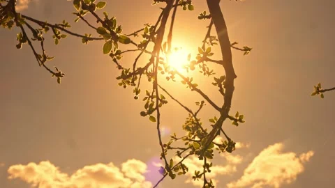 Golden rays of the sun through the branches of trees. Slow Stockbeeldmateriaal 162193645