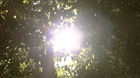 Golden rays of the sun through the trees. 스톡 동영상 281726017