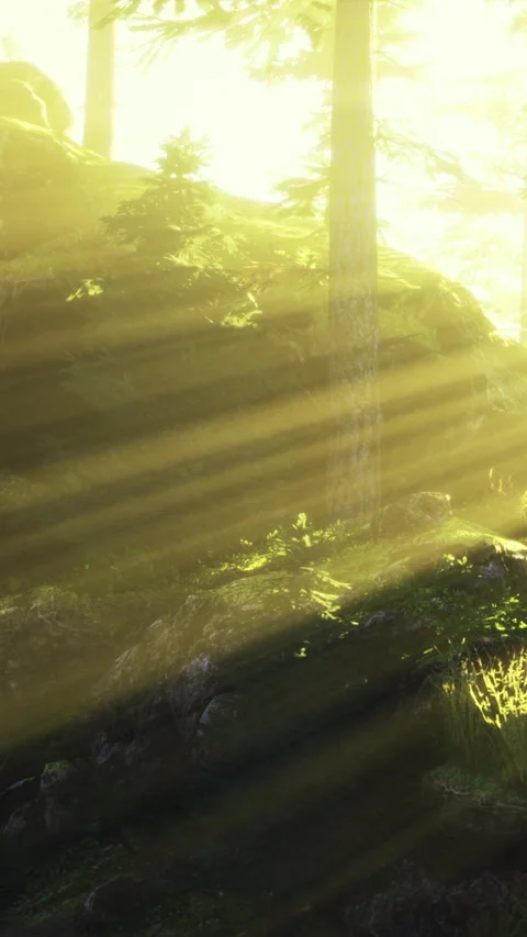 Golden rays of sunlight dance through the lush forest during early morning Stock Footage 335237063