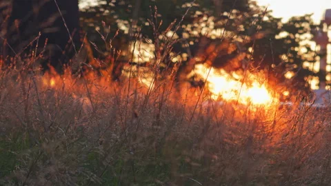 Golden rays of sunset shining through grass 4K ProRes 422 Video Stock Footage 285457118