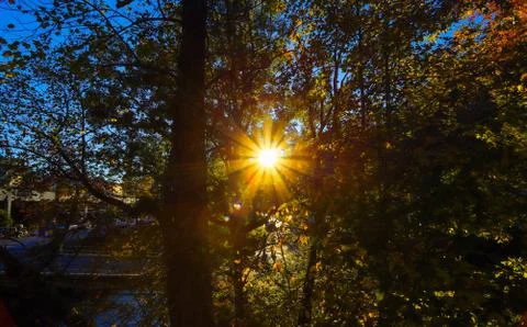 Golden rays of sunshine through tree branches Photos