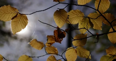 Golden-red leafs flutter in the wind in an autumnal forest beside a lake Stock Footage 93000275