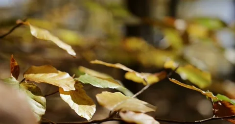 Golden-red leafs flutter in the wind in an autumnal forest beside a lake Stock Footage 93000443