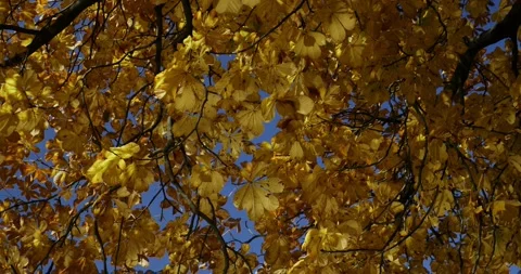 Golden-red leafs flutter in the wind in an autumnal forest beside a lake Stock Footage 93006282