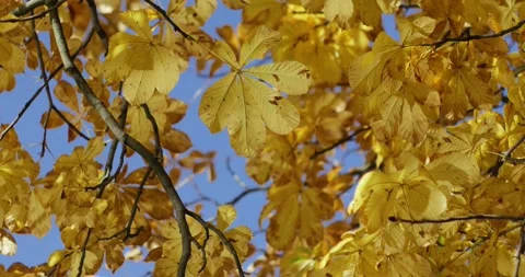 Golden-red leafs flutter in the wind in an autumnal forest beside a lake Stock Footage 93006401