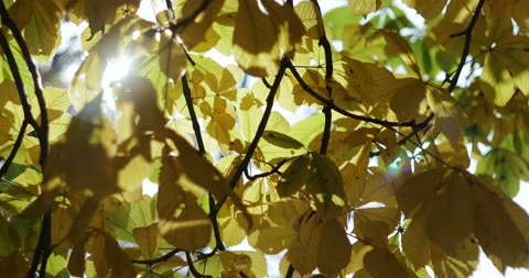 Golden-red leafs flutter in the wind in an autumnal forest Stock Footage 93006480