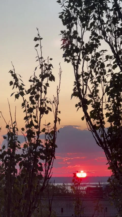 Golden-Red Sky Through Bare Branches at Dusk Stock Footage 304884197