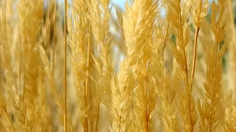 Golden reed grass Stock Footage 221555953