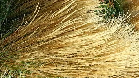 Golden reed grass Stock Footage 221556037