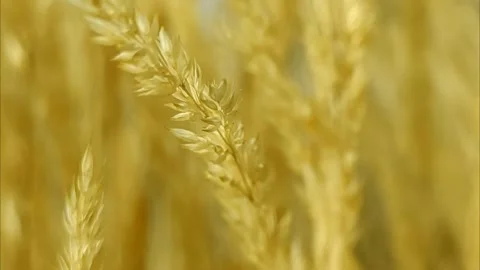 Golden reed grass in the wind Stock Footage 221555955