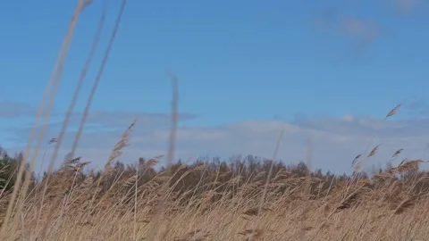 Golden Reeds Bend Gently In Baltic Breeze Around The Mangalsala Coast Near Riga Stock Footage 346266545