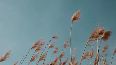 Golden reeds sway in the wind under a clear blue sky, capturing the calm beauty Stock Footage 316601655