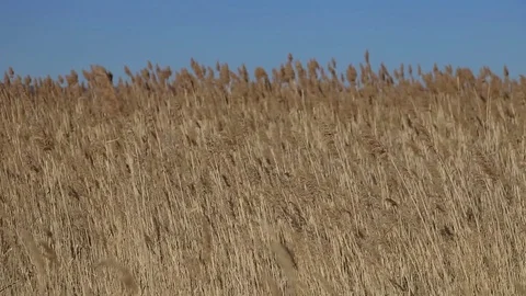 Golden reeds swing by the wind Stock-Footage 83663795
