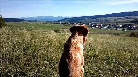 Golden Retriever 1 Video stock 46860143