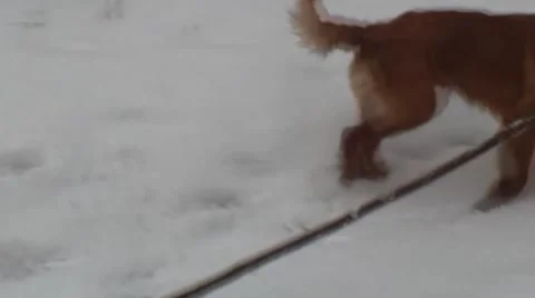 Golden Retriever 3 Video stock 46860952