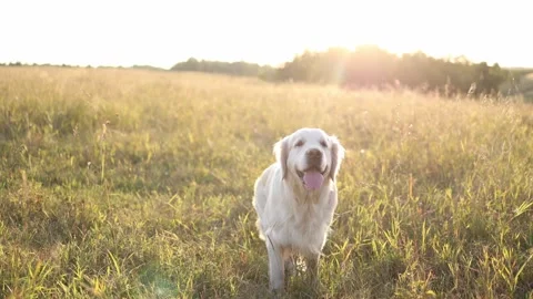 Golden retriever in autumn in the rays of the sun looks into the frame. Stock Footage 255514959