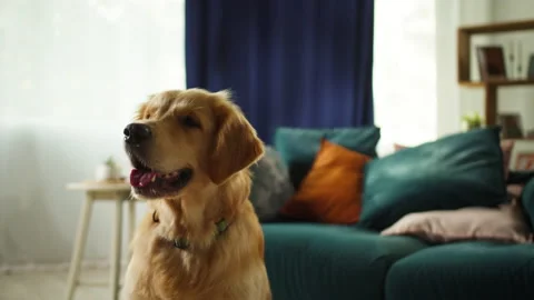 Golden retriever barking close-up. Obedient dog sitting on floor in living room Stock Footage 166316985