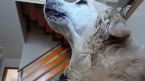 Golden Retriever Barking Video stock 274466965