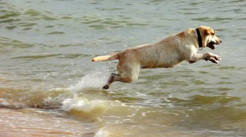 Golden Retriever on the Beach Stock Footage 12609846