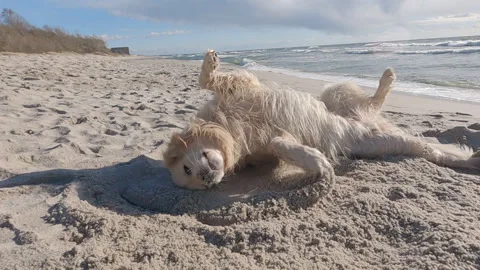 Golden retriever on the beach. Stock Footage 153101328