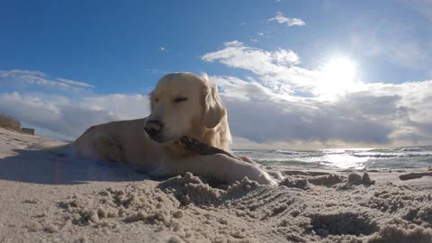 Golden retriever on the beach. Stock Footage 153101360