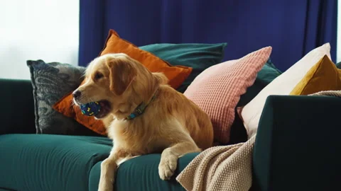 Golden retriever catching ball close-up. Dog lying on sofa in living room Stock Footage 166317083